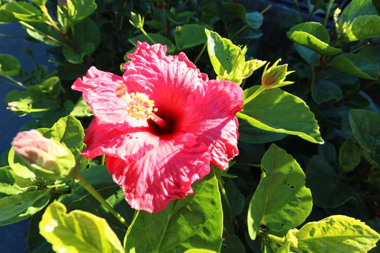 5 Kingswood Place Langs Beach_12