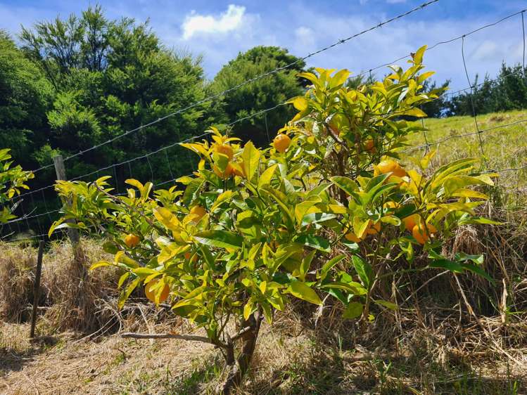98 Kowhai Drive Coromandel_20