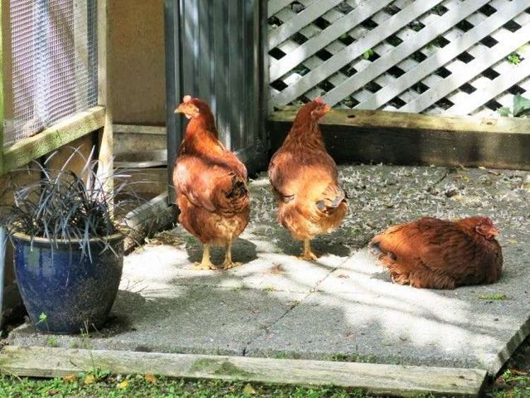 31 French Street Masterton_14