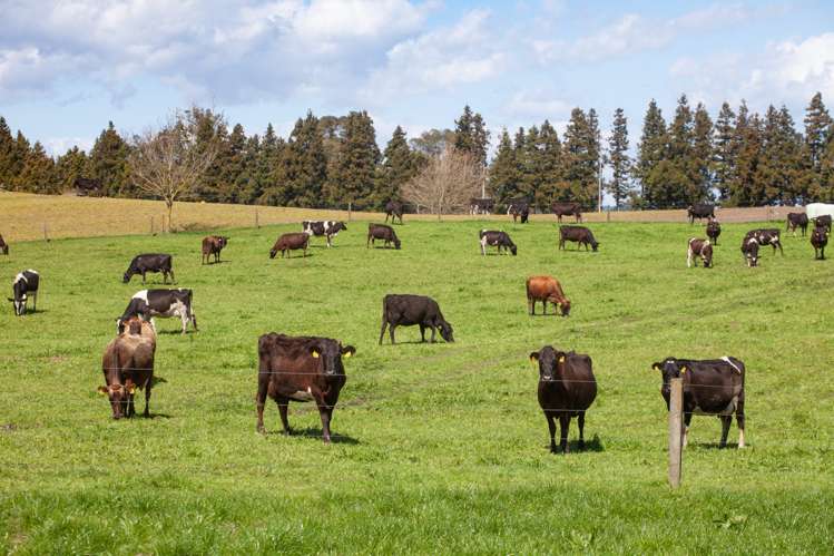 216a Rapurapu Road Te Poi_8