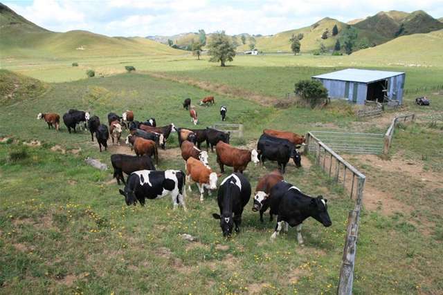 Walter Road Douglas_2