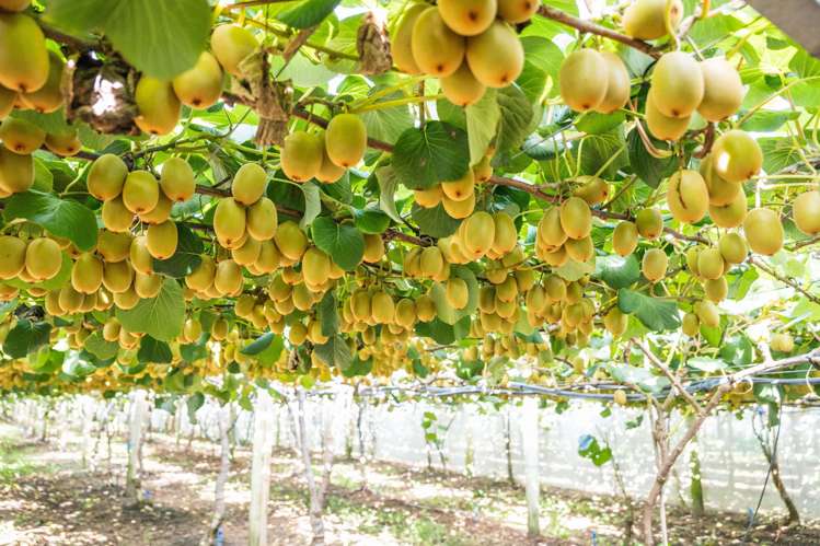 163C Western Drain Road Edgecumbe_11