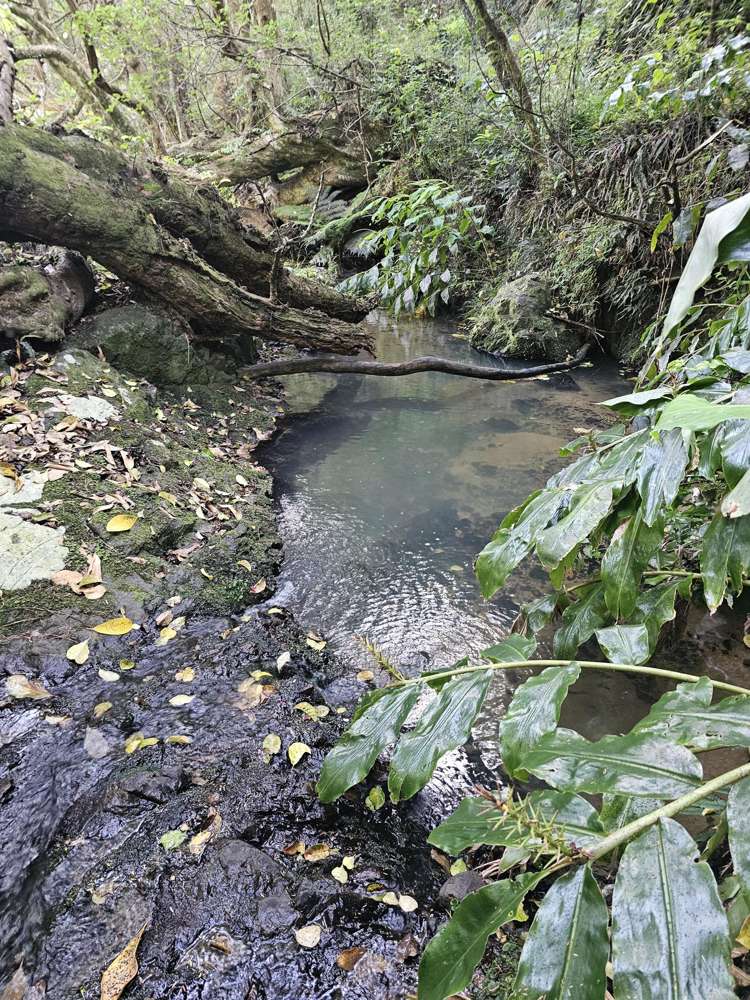 121 Ohawini Road Oakura_38