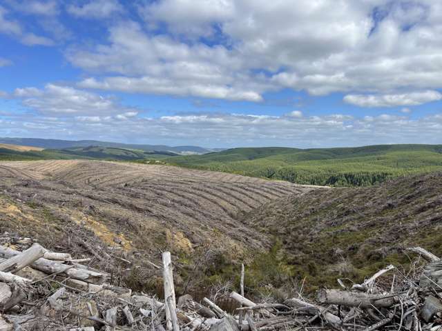 Waipori Road (69.9750 ha) Waipori_4