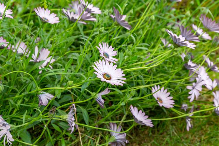 113 Lawford Road West Melton_26