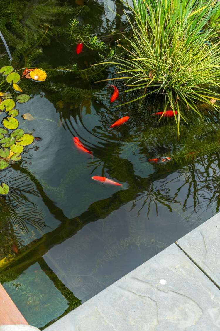 15 Oakwood Way Papamoa_14