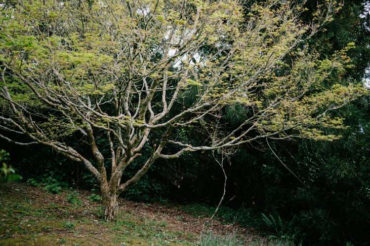 15 Fenton Terrace Cockle Bay_29