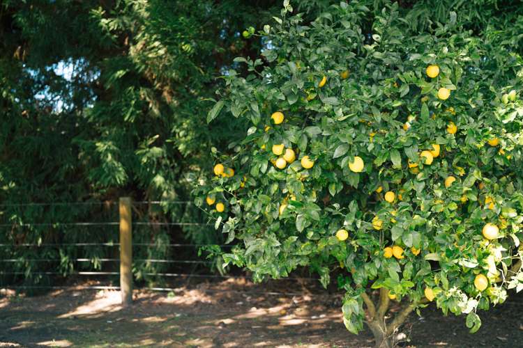 160 Young Road Paengaroa_5