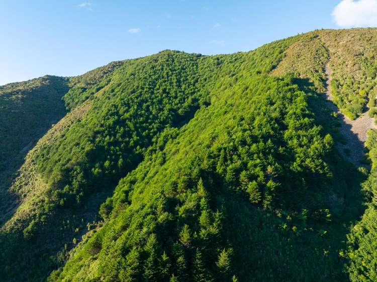 958 Bill Bryants Road Marlborough Sounds_40