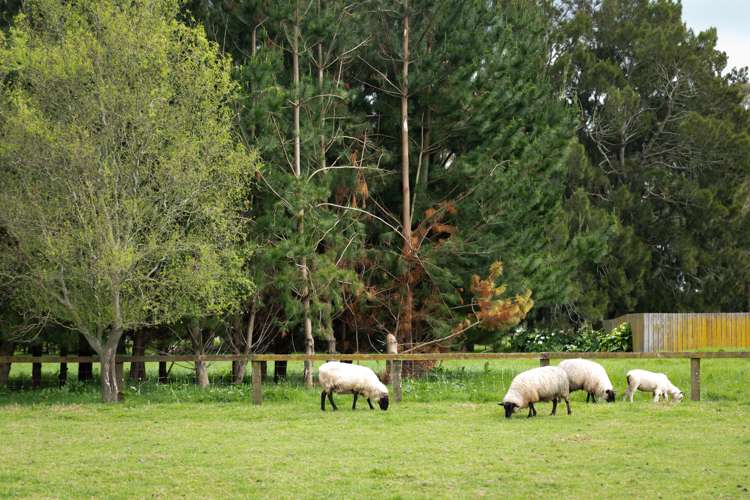 42a Junction Road Paeroa_1