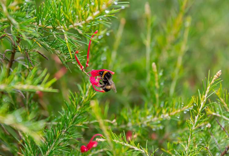 163 Dip Road Kamo_31