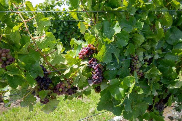 460 Glasnevin Road Amberley_10