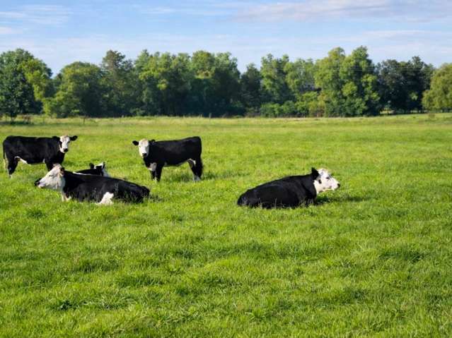 46B Hana Lane Tamahere_3