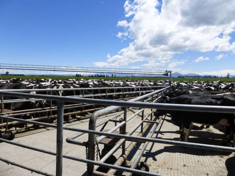 377 Emersons Road Lowcliffe_5