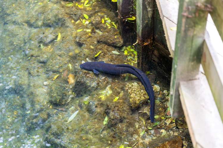 135E(a) McLaren Falls Road Omanawa_8