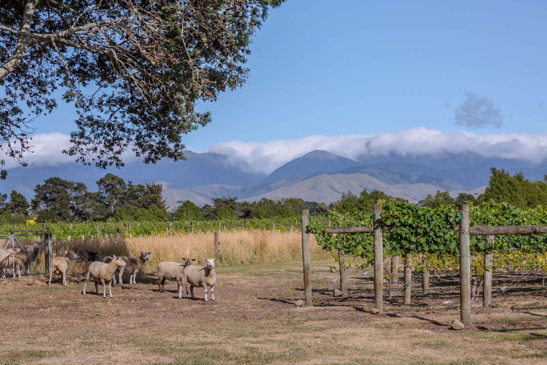 46 Waipipi Road Opaki_0