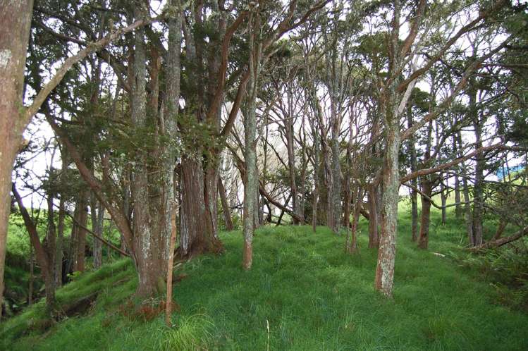 210g Pukenui Road Kaiwaka_24