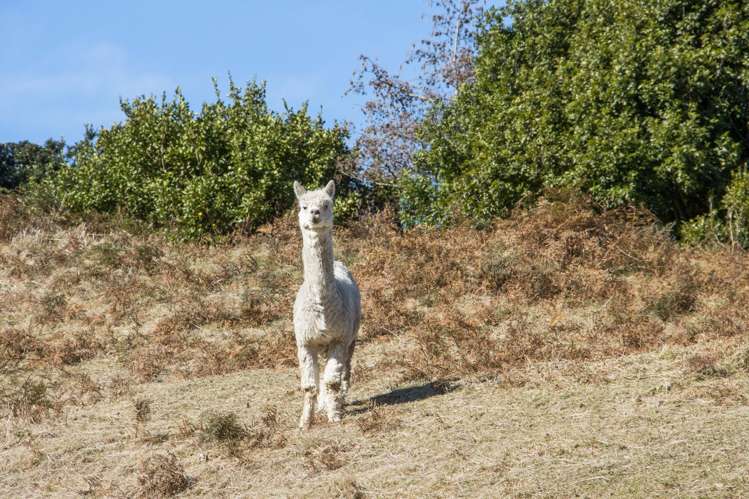 92 Savage Road Waihi_23