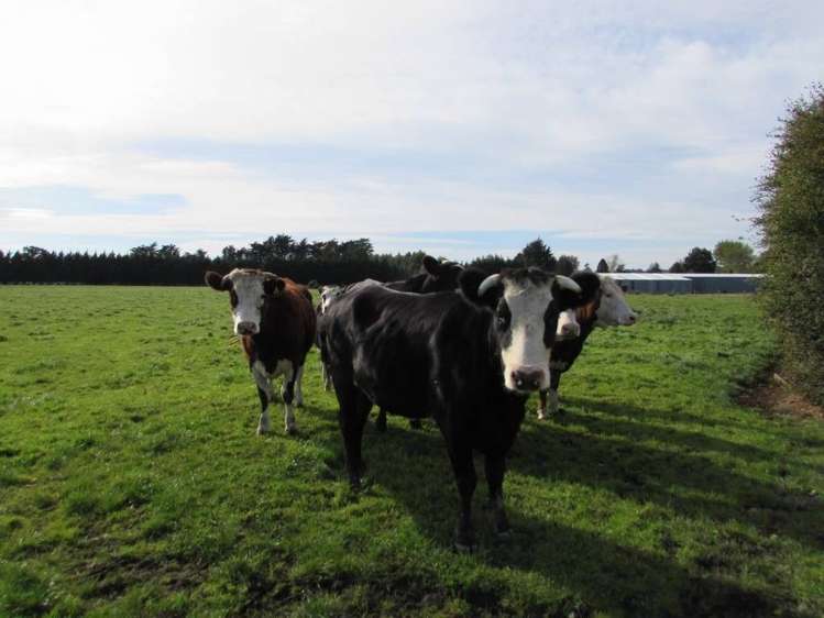 12 Asquith Street Mataura_0