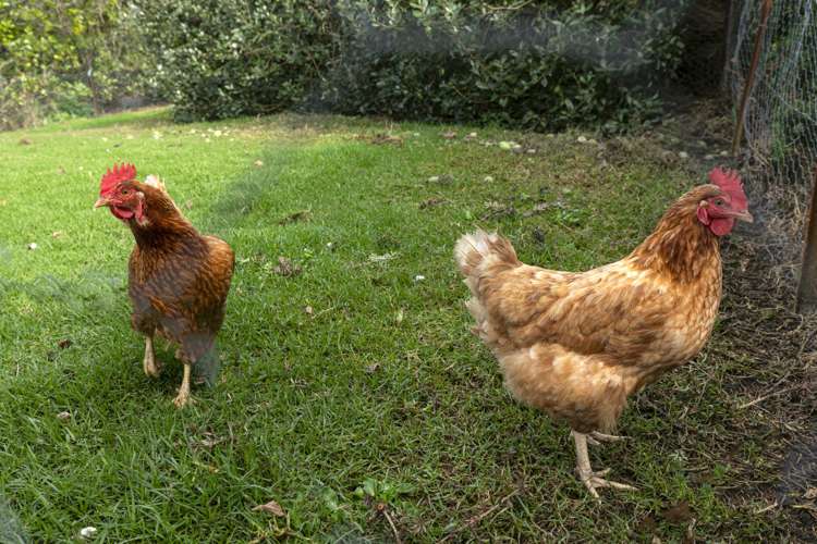 13c Tarata Court Redvale_21