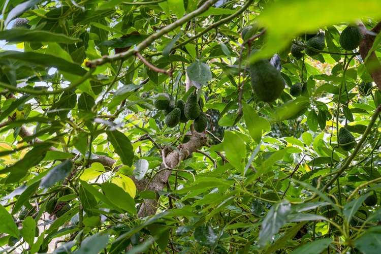 126 Western Hills Drive Kensington_17