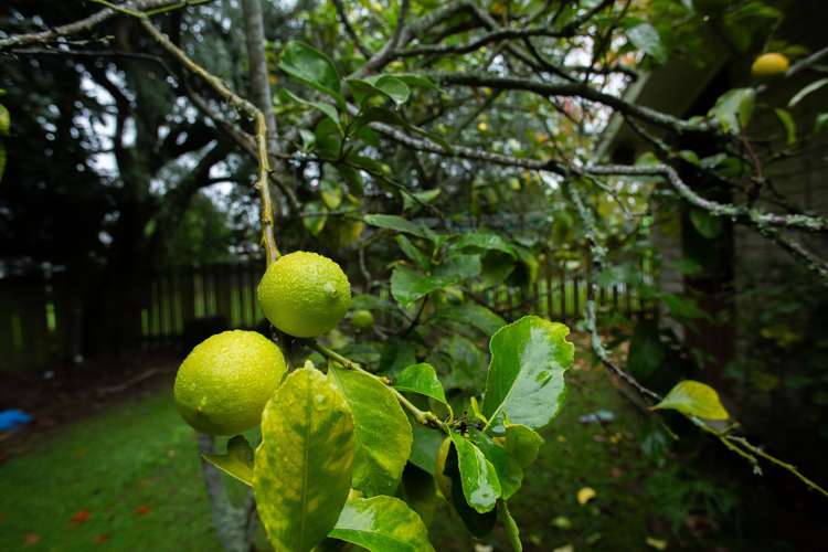 35b Pine Avenue Bader_19