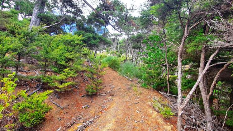 165 Bon Accord Harbour Kawau Island_28