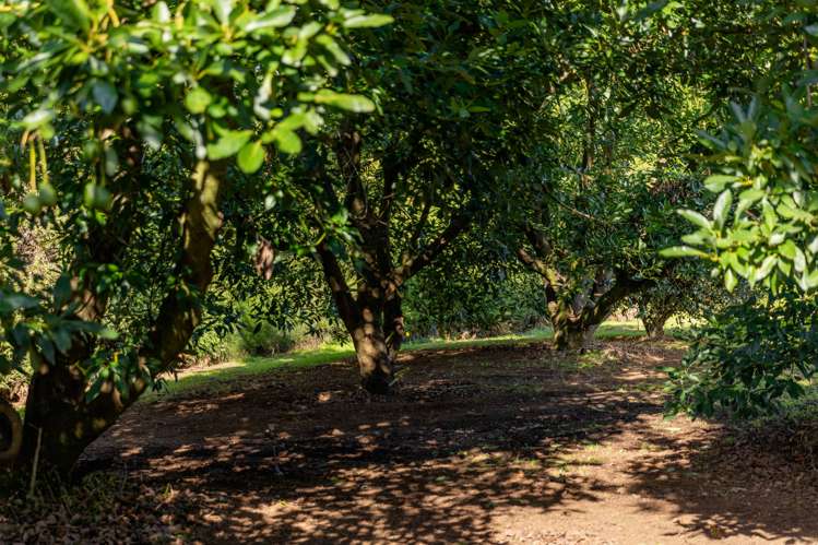 472 No 3 Road Te Puke_19