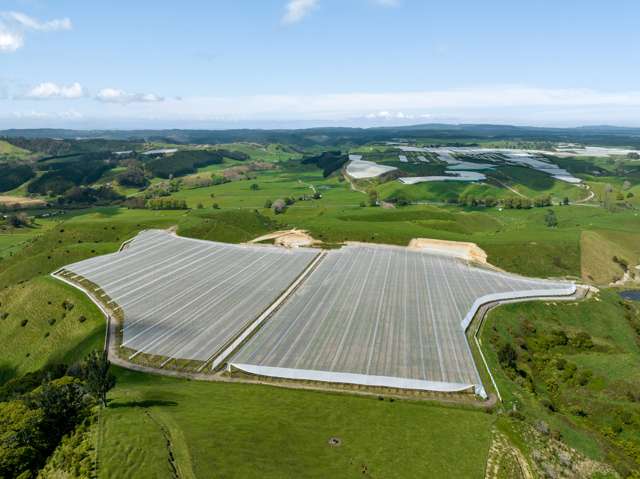 9.5 ca/ha G3 kiwifruit - Bring all offers!!