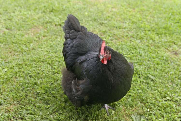 372A Crawford Road Minden_34