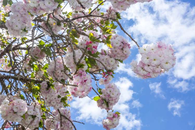 39 Mary Crescent Elderslea_10