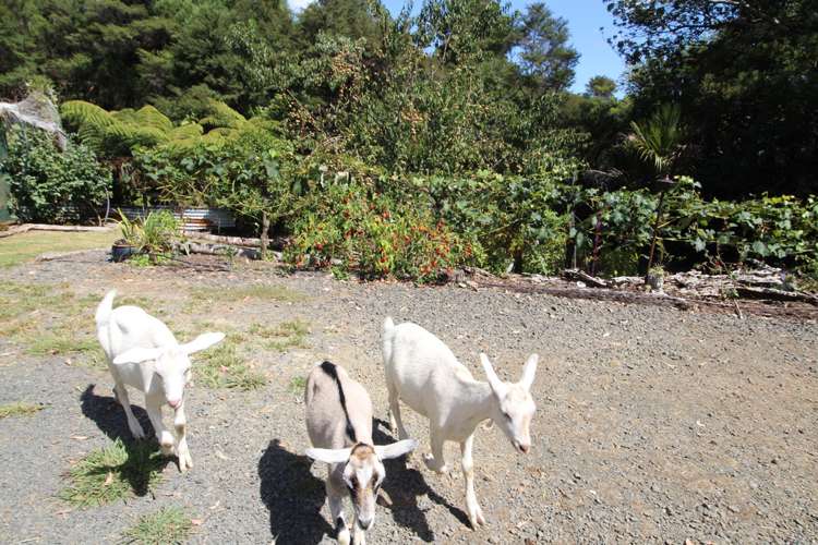 65 Dysart Road Herekino_20