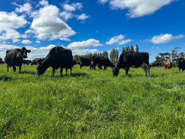 132 Guise Road Aparima_3