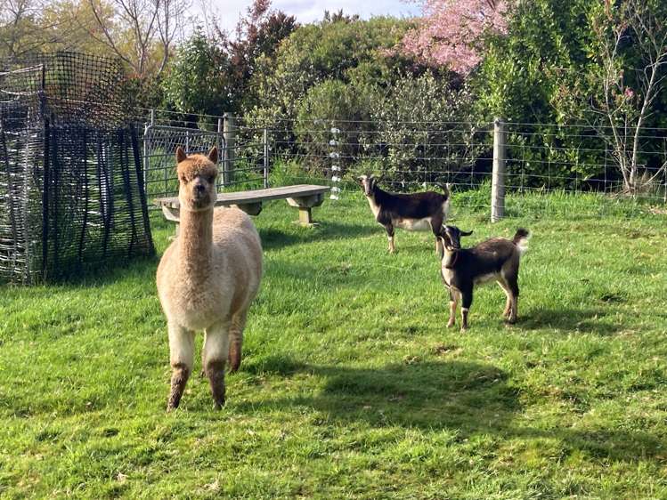 123 Maisey Road Redwood Valley_16