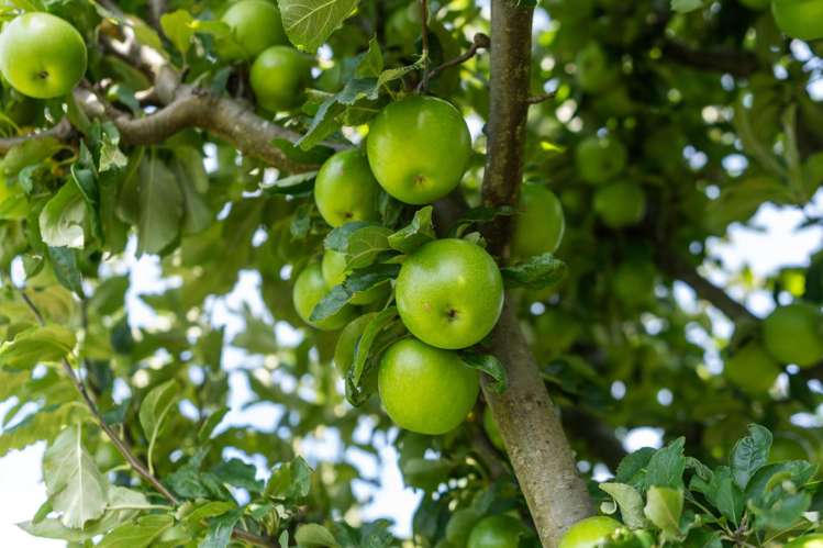 69 Bell Street Featherston_28