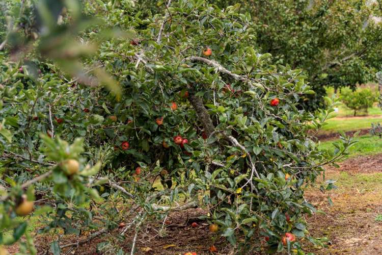 233 Parsons Road Onewhero_13