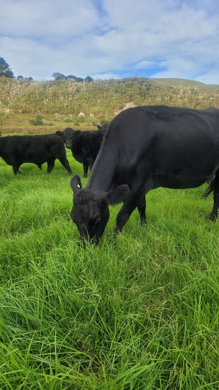 Pinaki Road Te Kopuru_6