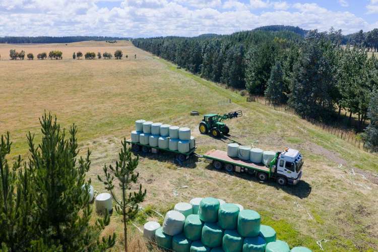 590 Brandon Hall Road Bulls_9