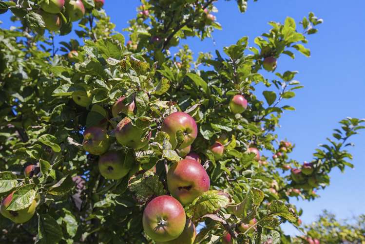 32 Sylvan Avenue Waikanae_35