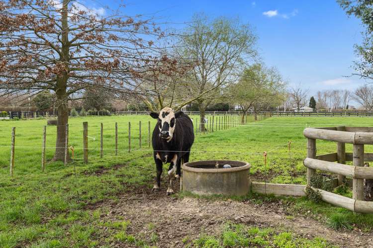 110 Lovegrove Road Te Aroha_24