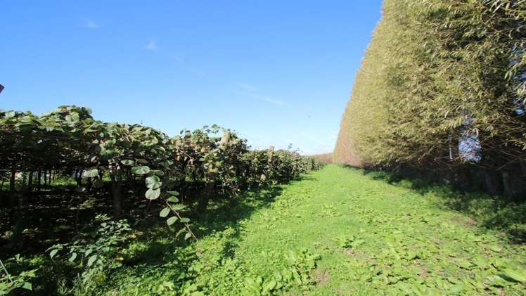 191 Gow Road Edgecumbe_2