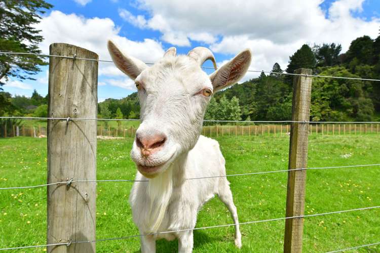 1115b Ahuroa Road Makarau_14