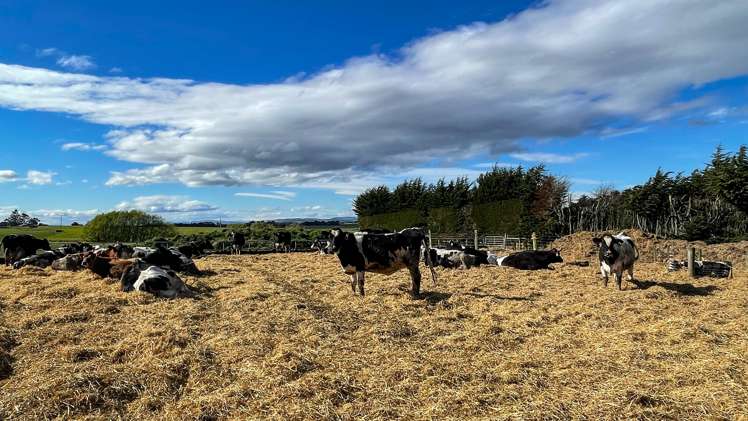 426 Argyle Otahuti Road Waianiwa_12