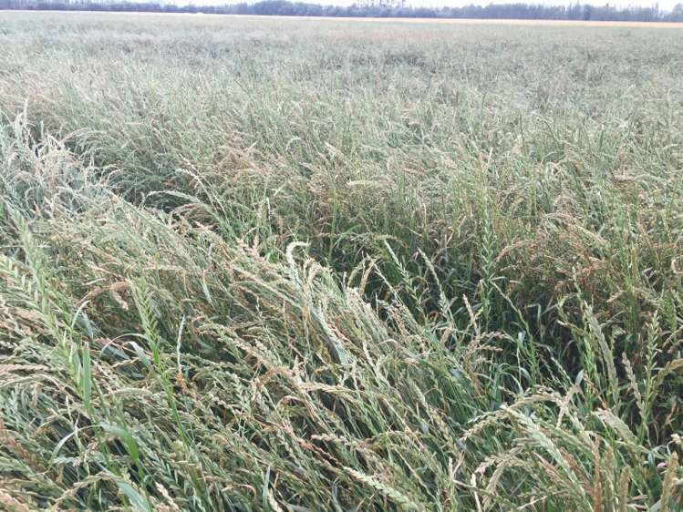 100 Oakleys Road Mayfield_10