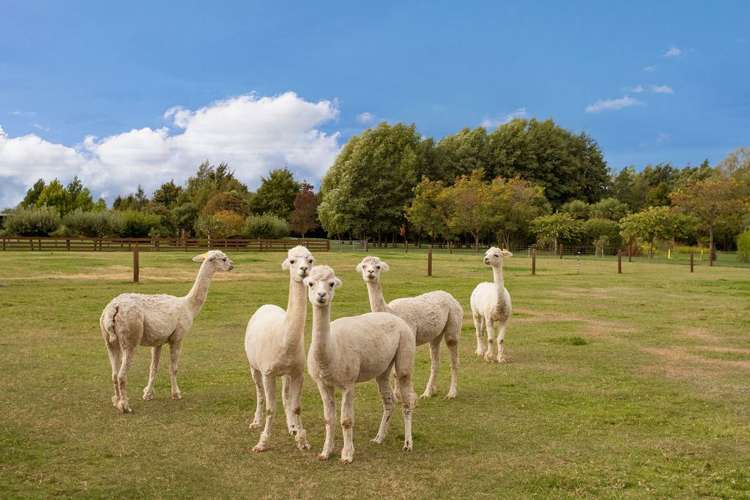 5/105 Blakes Road Prebbleton_21