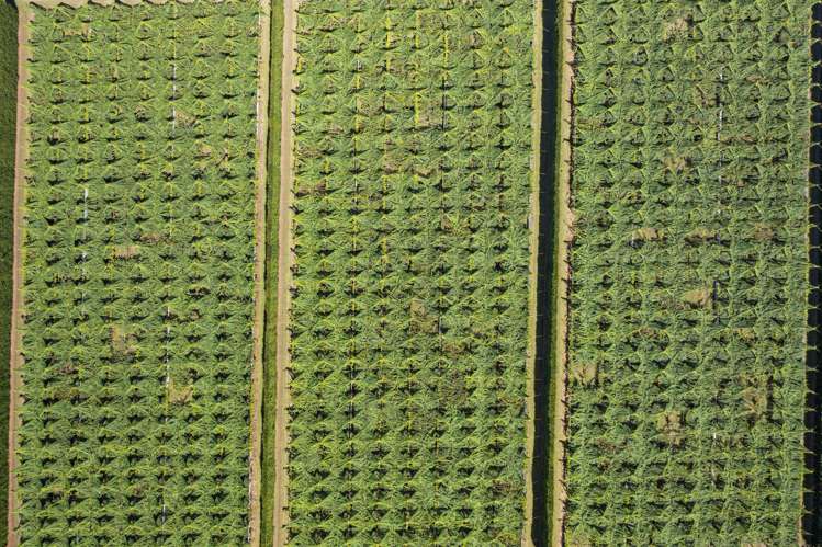 121a Macdonald Road Te Teko_24