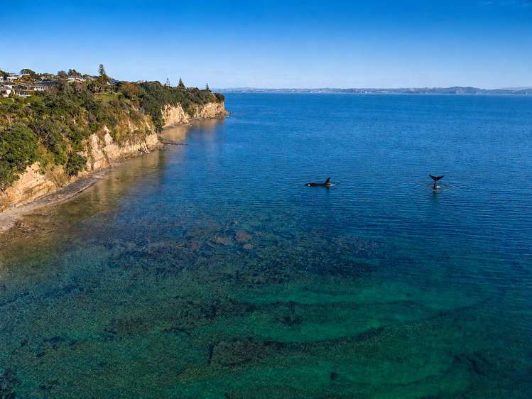 1418 Whangaparaoa Road Army Bay_28