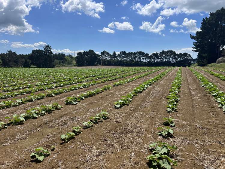 76 Brookside Road Glenbrook_9