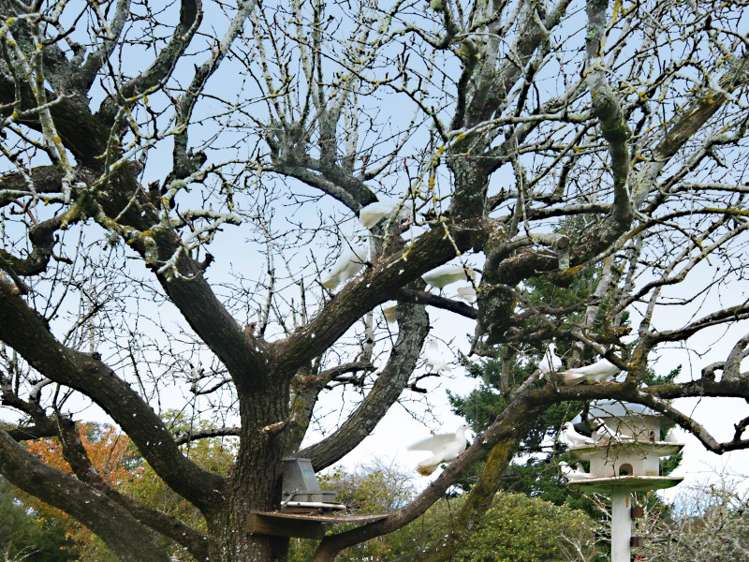 107 Norfolk Road Carterton_20