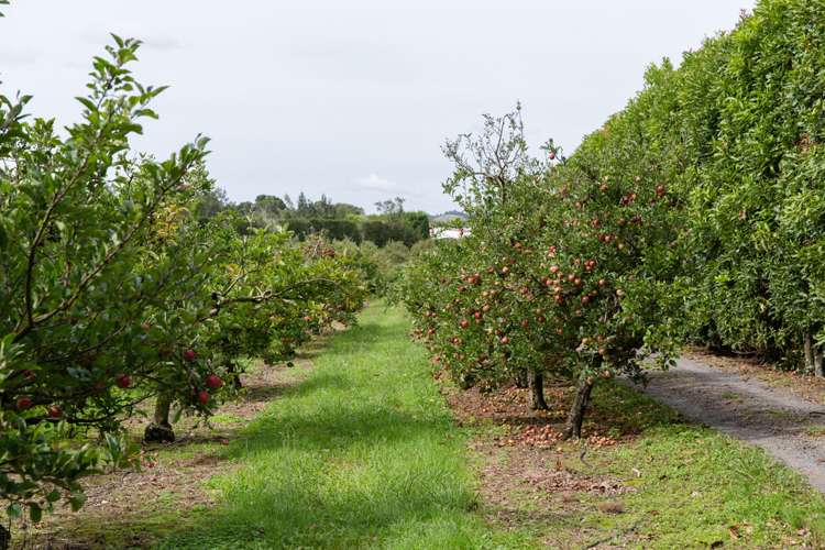 Maruata Road Maungatapere_4